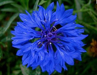 corn flower blue