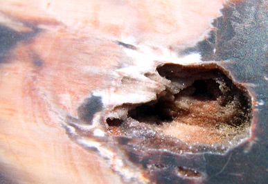 cherry creek petrified wood