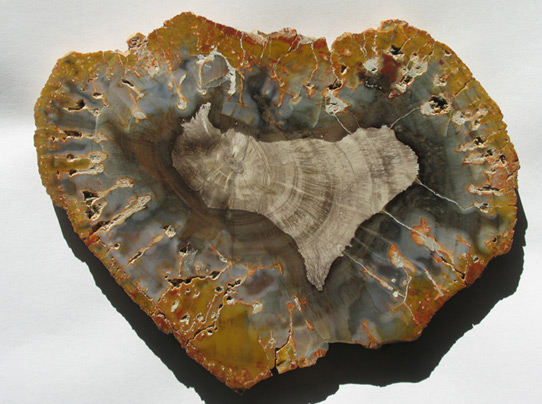 petrified wood slice